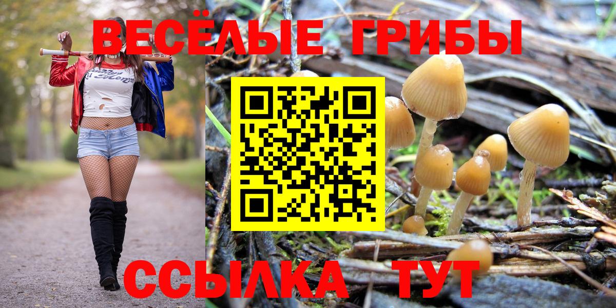 Буйнакск  Псилоцибиновые грибы Cubensis  Вход с VPN 